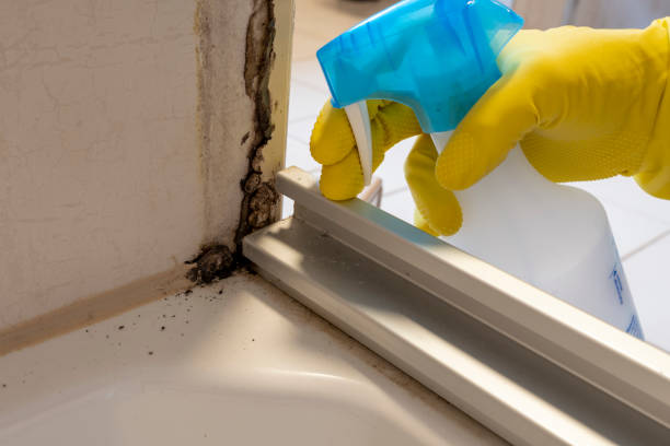Office Mold Removal Services in Mill Creek, WA