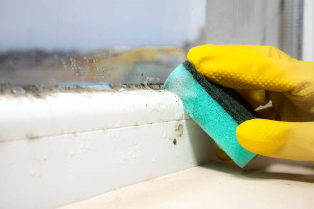 Best Office Mold Removal Services  in Mill Creek, WA