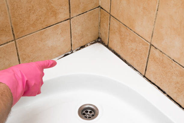 Crawl Space Mold Removal in Mill Creek, WA